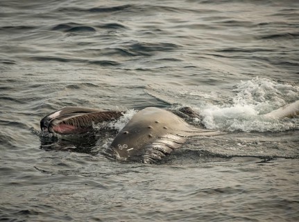 Humpback whale (Megaptera novaeangliae) feeding at the sea surface, Barents Sea, Northeast Iceland,