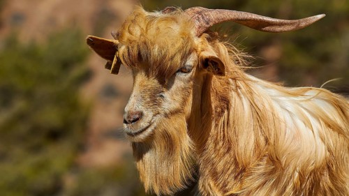 Portrait of a long-haired goat with horns in a natural environment, goat (s), free-range, central