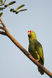 Red-fronted Amazon (Amazona autumnalis), Costa Rica, Central America