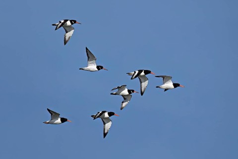 A flock of oystercatchers (Haematopus ostralegus), in flight, Texel, West Frisian Islands, province