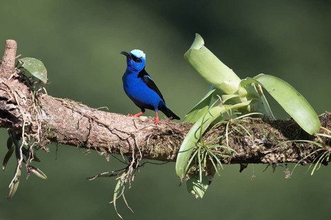 Turquoise Sunbird (Cyanerpes cyaneus), Costa Rica, Central America
