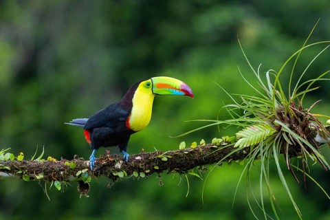 Fishing Toucan (Ramphastos sulfurantus), Toucans (Ramphastidae), Laguna del Lagarto Lodge,