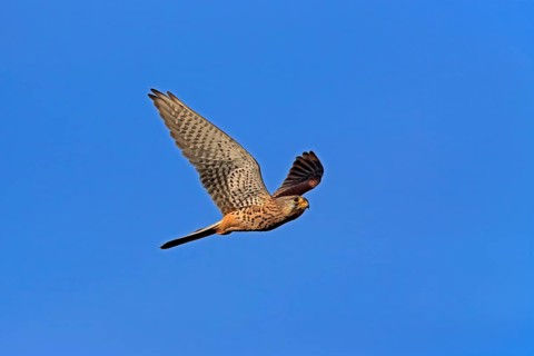 Kestrel (Falco tinnunculus), adult, female, flying, Ellerstadt, Rhineland-Palatinate, Germany,