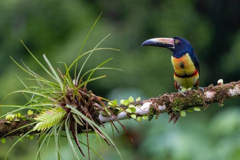 Collared Aracari (Pteroglossus torquatus), Toucans (Ramphastidae), Laguna del Lagarto Lodge,