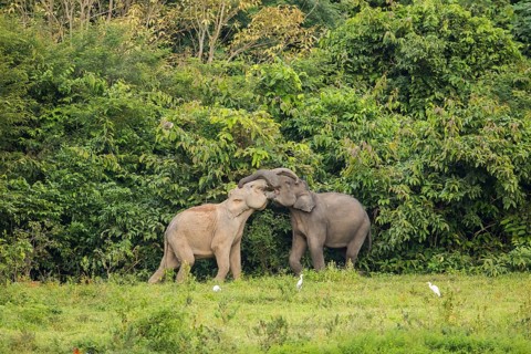 Indian elephants (Elephas maximus indicus), Khiri Khan, Hua Hin, Kui Buri National Park, Thailand,