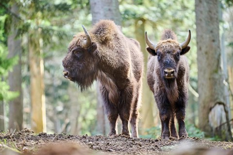 European bison (Bison bonasus) in a forest in spring, Bavarian Forest, Germany, Europe
