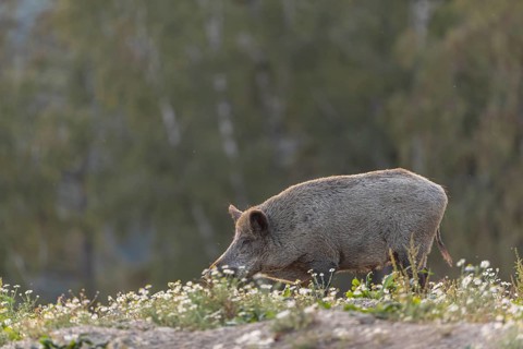 One adult wild boar or wild pig (Sus scrofa) searching for food on a flowering meadow in late