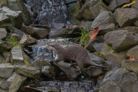 One oriental small-clawed otter or Asian small-clawed otter (Aonyx cinerea), crossing a creek in