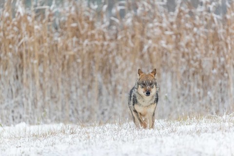 One young male eurasian gray wolf (Canis lupus lupus) running over a snow covered meadow during