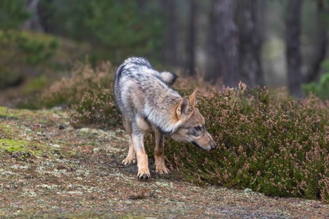One young male eurasian gray wolf (Canis lupus lupus) running thru a forest with rocks and heather.
