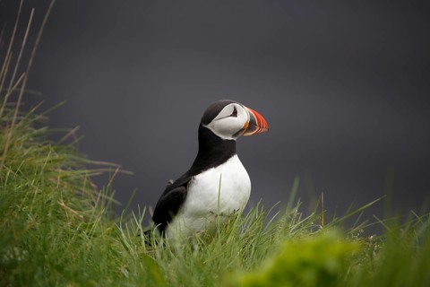 Atlantic Puffin, Common Puffin. Fratercula arctica, at the cliffs of Latrabjarg, Iceland, Europe
