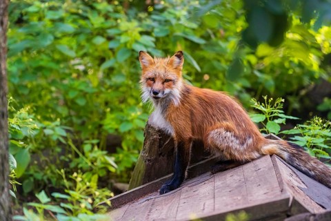 One adult red fox, Vulpes vulpes, sitting on a covered log pile at a forest edge