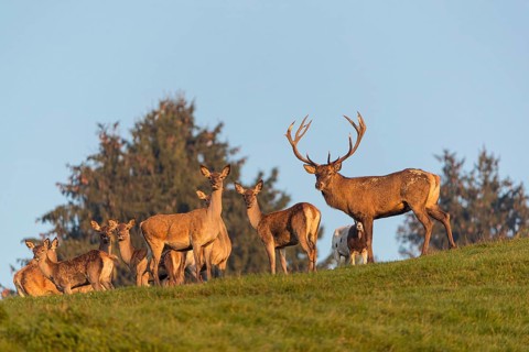 A herd of red deer (Cervus elaphus) standing on a meadow, with trees and blue sky in the background
