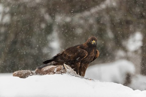 One golden eagle (Aquila chrysaetos) sitting on a carcass of a red fox on a snowy meadow during