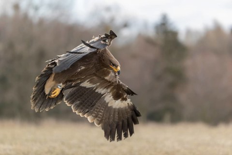 One steppe eagle, Aquila nipalensis, flying over a meadow. Trees in the background
