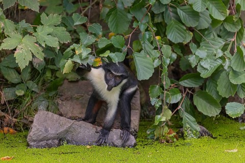 One young Diana monkey (Cercopithecus diana) drinking from a duckweed covered pond