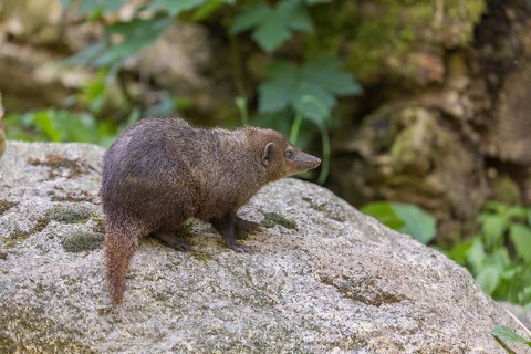 One Common cusimanse, Crossarchus obscurus, standing on a rock. Some green vegetation in the