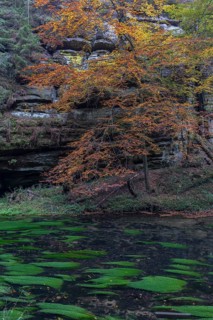 Flowing water with ferns and rocks in the Edmunds Gorge in autumn. River Kamnitz, Hrensko, Ustecky