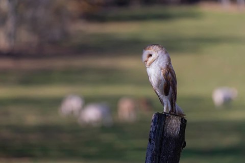 One barn owl (Tyto alba) sitting on a fence post in late evening light. A cattle pasture with some