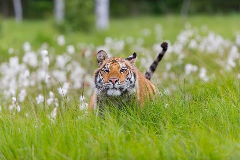 One young female Siberian Tiger, Panthera tigris altaica, running thru tall fresh cottongrass.