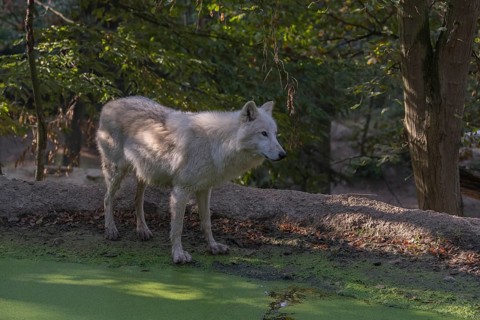 One Arctic wolf (Canis lupus arctos) standing in a small forest opening with a little pond covered