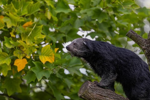 One binturong (Arctictis binturong), or bearcat balancing over branches framed by green leafs