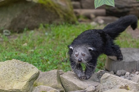 One binturong (Arctictis binturong), or bearcat walking over rocks with green grass in the