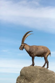 One adult ibex (Capra ibex) standing on a rock like a statue with blue sky behind him on 2500 m sea