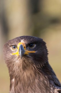 Portrait of Aquila nipalensis, steppe eagle, in late light with green background