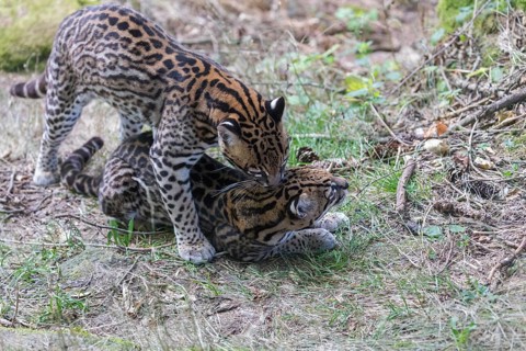 Ocelot couple, Leopardus pardalis, mating on a dry meadow with some green vegetation