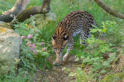 One Ocelot, Leopardus pardalis, walking on green grass with green vegetation in the background