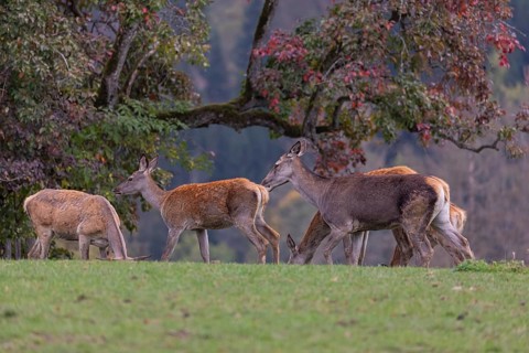 A herd of red deer doe (Cervus elaphus) standing on a meadow, with autumnal trees behind them