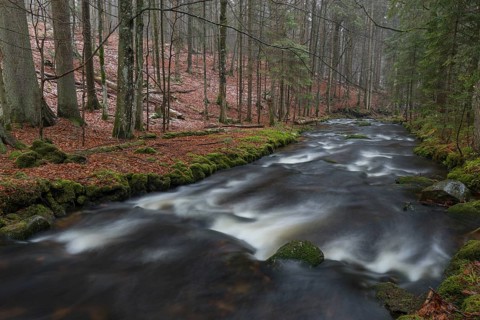 Kleine Ohe creek below Waldhaeuser village in the Bavarian Forest Nationalpark. Flowing water and