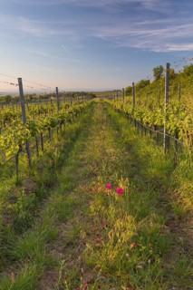 Vineyards at sunrise in Langenlois, Kamp-Manhartsberg Valley Austria