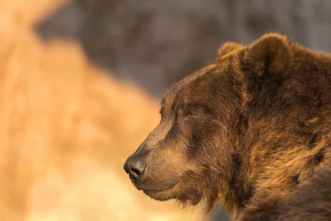 One Kamchatka brown bear (Ursus arctos piscator), portrait in sweet early morning light with a