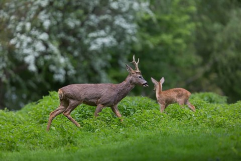 One male Roe Deer, Roe buck (Capreolus capreolus), standing in a thicket of stinging nettle. Some