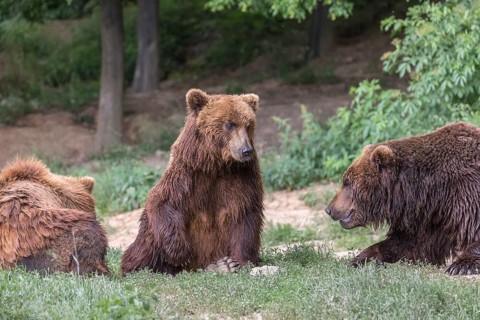 Three Kamchatka brown bears (Ursus arctos piscator), resting in a forest. Some green vegetation in