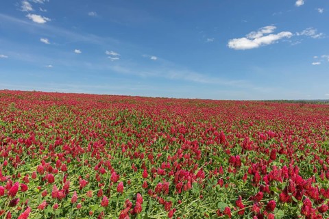Flowering field of Trifolium incarnatum, crimson clover or Italian clover. This clover is used as