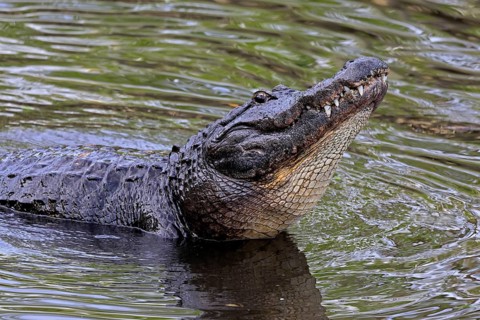 Mississippi Alligator (Alligator mississippiensis), pike alligator, adult, friendly, portrait,