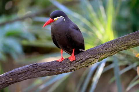 Inca Tern (Larosterna inca), adult, on tree, on wait, South America