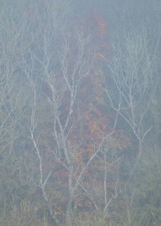 Forest edge with trees in autumn with yellow discoloured leaves, fog, Thuringia, Germany, Europe