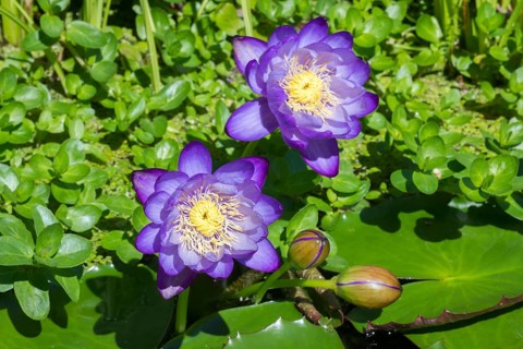 Blue-purple coloured tropical water lilies in a garden pond, Gigantea Dark Purple, water lily,