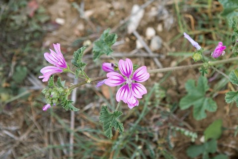 Corn mallow or Cretan hollyhock (Malva multiflora or Lavatera cretica) in the archaeological site