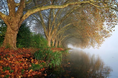 Essen, North Rhine-Westphalia, Germany, Golden autumn on Lake Baldeney. Plane trees in the morning