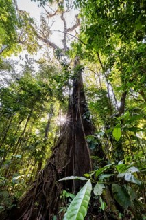 Tree and dense vegetation in tropical rainforest, Sun Star, Corcovado National Park, Osa, Puntarena