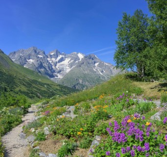 Pointe Piaget and La Meije seen from the botanical garden Jardin du Lautaret, Villar-d'Arêne,