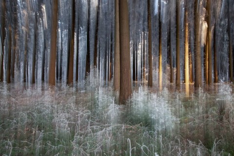 Winter, trees and ground vegetation with hoarfrost in the forest, distorted, Baden-Würtemberg,