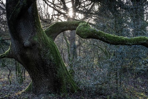 English oaks (Quercus robur) in the Hutewald forest, Emsland, Lower Saxony, Germany, Europe