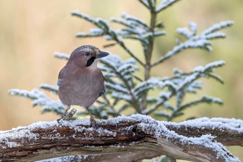 Eurasian jay (Garrulus glandarius), sitting on a branch, Terfens, Tyrol, Austria, Europe
