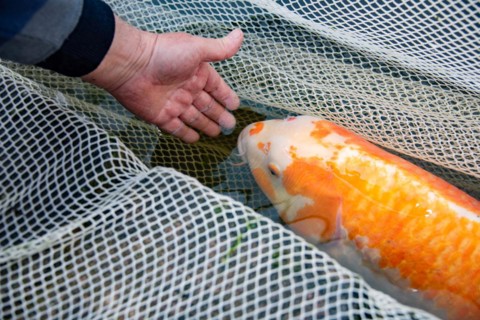 A hand gently touches a koi carp lying in a net, Germany, Europe